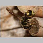 Ancistrocerus nigricornis - Lehmwespe 11.jpg